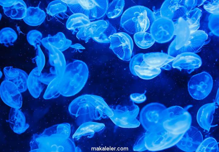 Denizanası Nedir, Özellikleri Nelerdir?