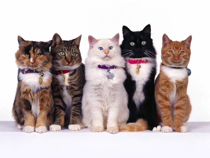Evde Bakılabilecek Kedi Irkları ve Özellikleri