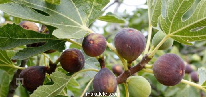 İncir Ağacı Nedir, Özellikleri Nelerdir?