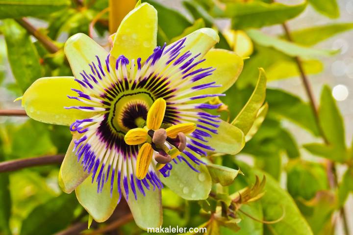 Passiflora (Çarkıfelek) Nedir, Ne İşe Yarar?