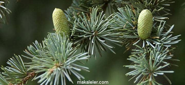 Sedir Ağacı Nedir, Özellikleri Nelerdir?